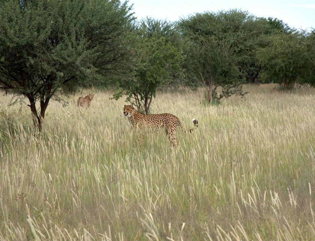 Mokuti Etosha Vila Namutoni Exterior foto