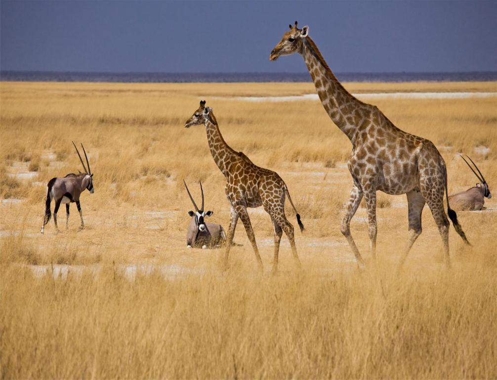 Mokuti Etosha Vila Namutoni Exterior foto
